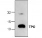 TPO Antibody